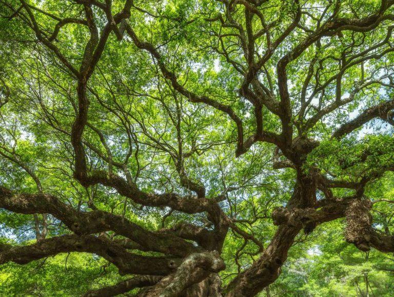 What is Mindfulness? 1 tree picture