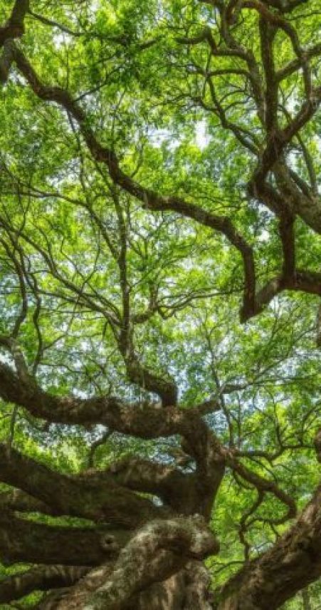 tree picture tree picture