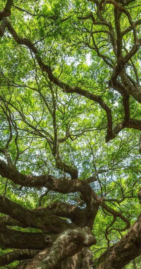 tree picture tree picture